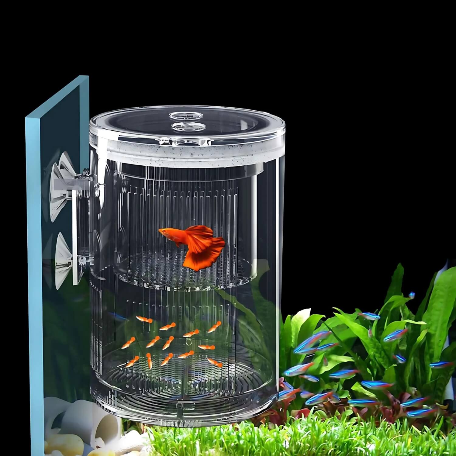 Acryl Aquarium Kweekdoos Met Enkele Vis